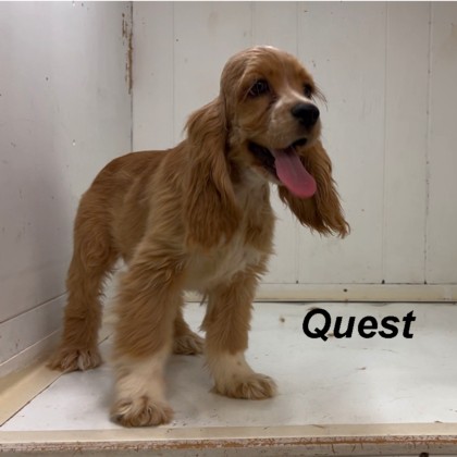 puppy, for, sale, Cocker Spaniel, Joe & Cherri  Overlease, dog, breeder, Miller, MO, dog-breeder, puppy-for-sale, forsale, nearby, find, puppyfind, locator, puppylocator, aca